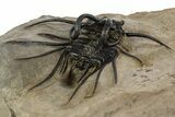 Spiny Dicranurus Trilobite With Crotalocephalina #312742-6